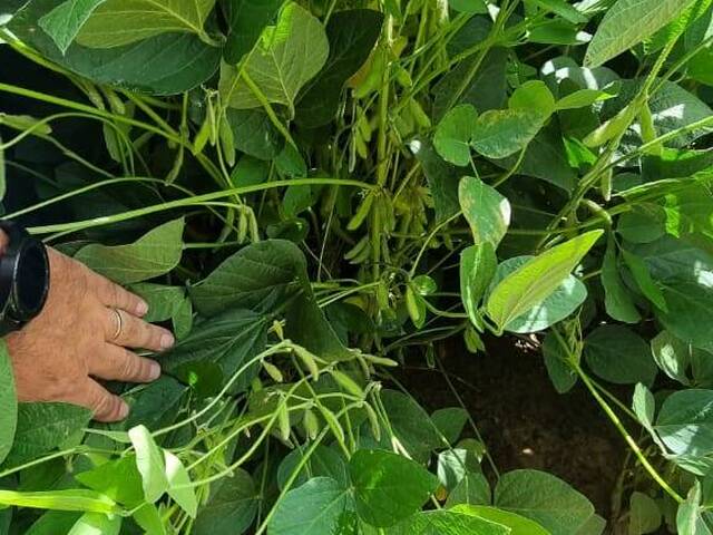 Fazenda para Venda em Pedro Gomes - 5