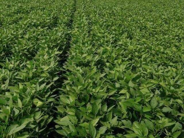 #3284 - Fazenda para Venda em Piraquê - TO - 2