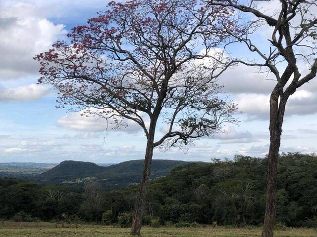 Fazenda para Venda em Camapuã - 4