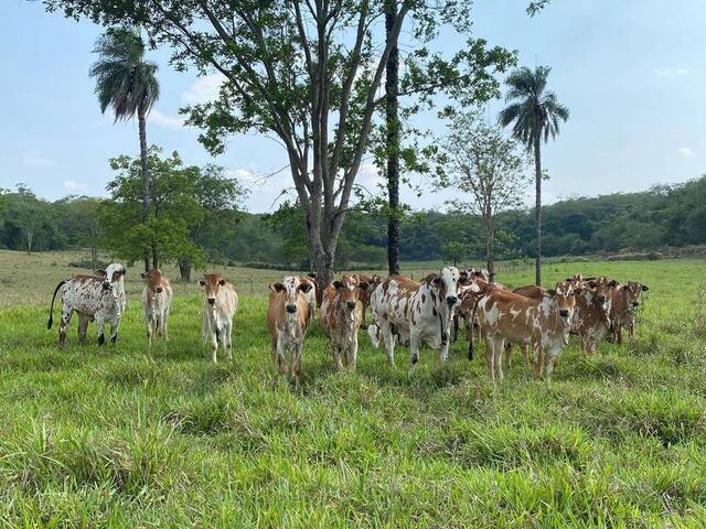 Venda em Vl. Maria - Camapuã