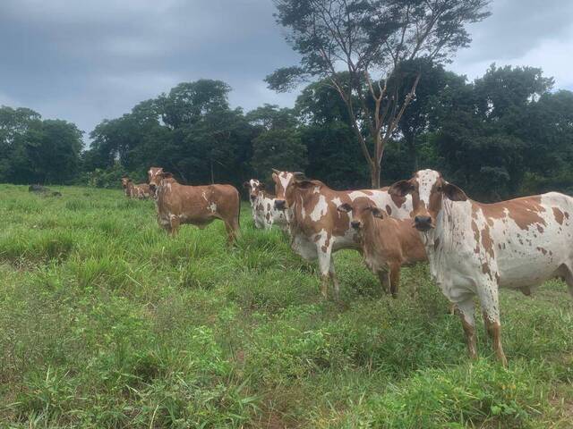 Fazenda para Venda em Camapuã - 2