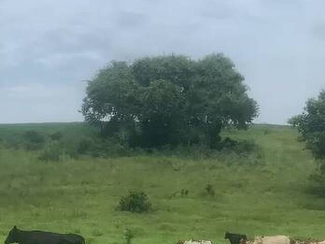 Fazenda para Venda em Camapuã - 3