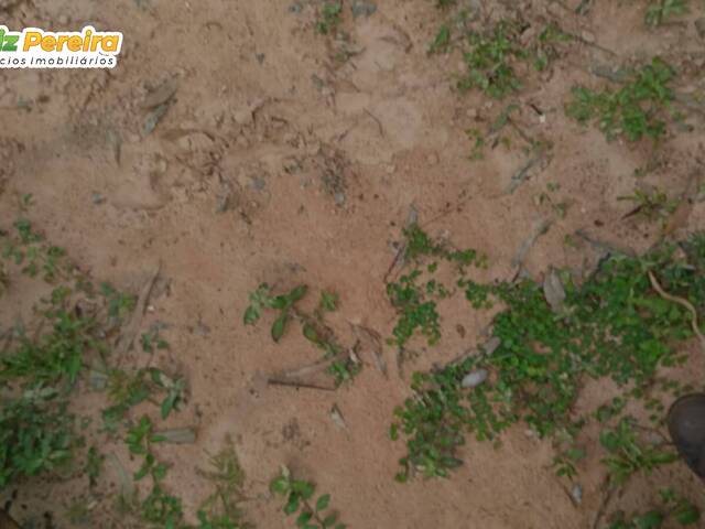 Fazenda para Venda em Lizarda - 3