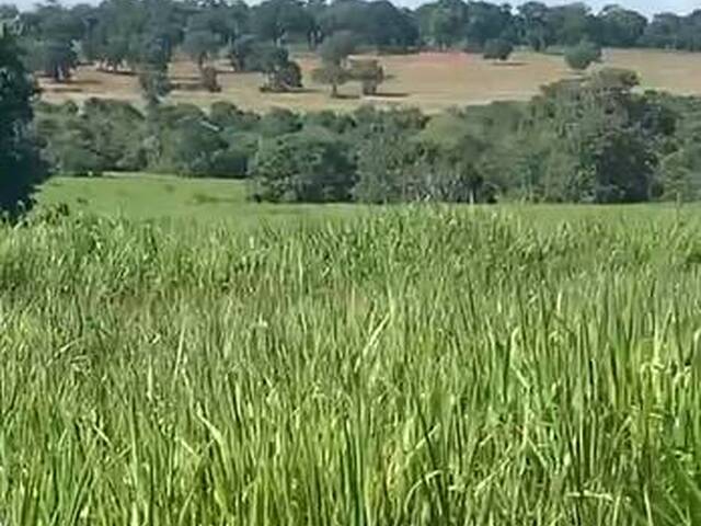 #3296 - Fazenda para Venda em Coxim - MS - 1