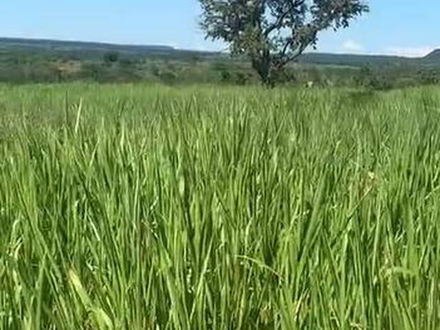 Fazenda para Venda em Coxim - 4