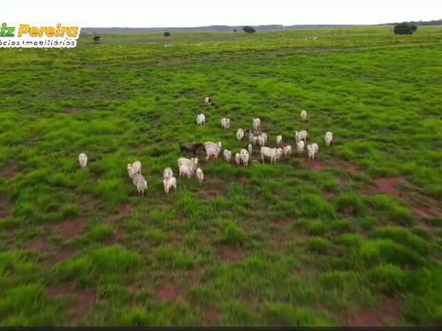 #3225 - Fazenda para Venda em São Valério da Natividade - TO - 3