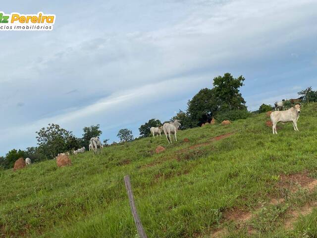 #3304 - Fazenda para Venda em Coxim - MS - 1