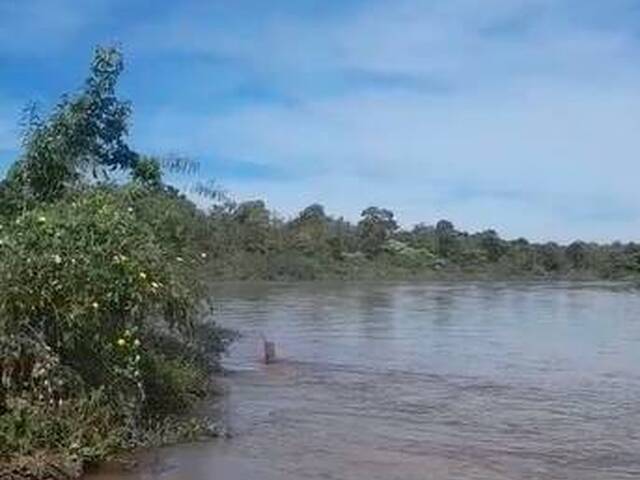 #3310 - Fazenda para Venda em Portel - PA - 1