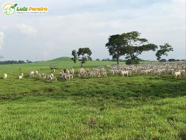 #3315 - Fazenda para Venda em Pimenta Bueno - RO - 1