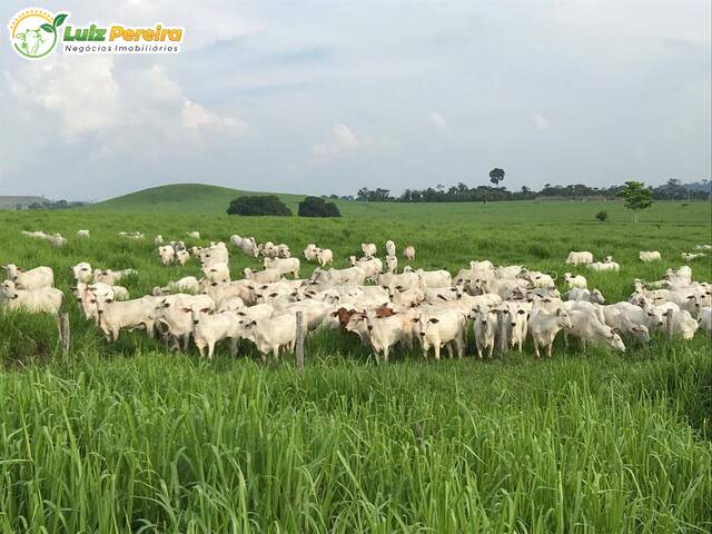 #3315 - Fazenda para Venda em Pimenta Bueno - RO - 1
