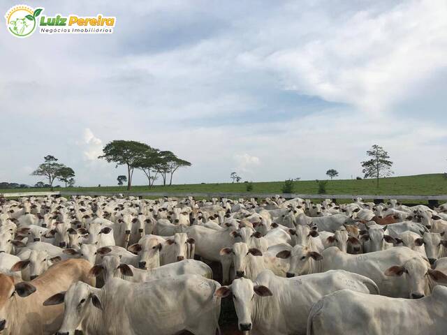 Venda em Zona Rural - Pimenta Bueno