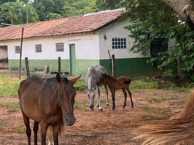Fazenda para Venda em Dianópolis - 5