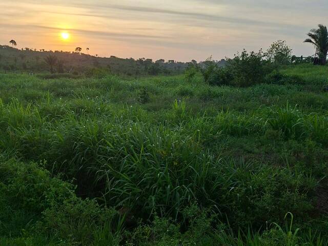 #3316 - Fazenda para Venda em Portel - PA - 2