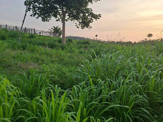 Fazenda para Venda em Carneirinho - 2