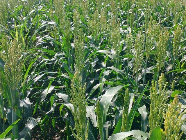 #3298 - Fazenda para Venda em Maracaju - MS - 3