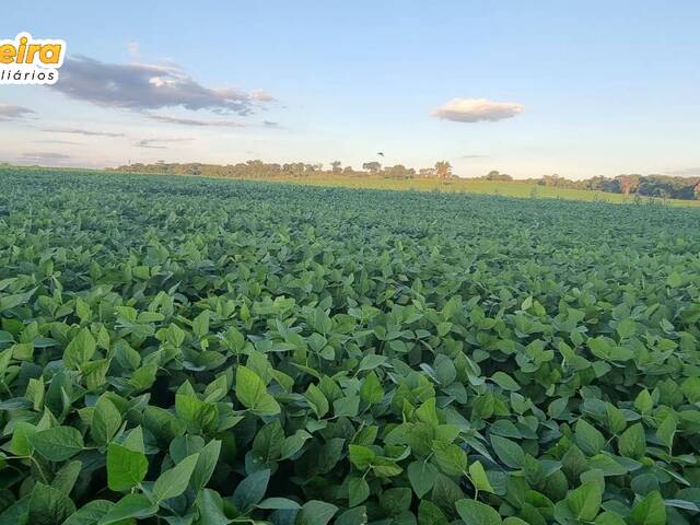 Fazenda para Venda em Pedro Gomes - 4