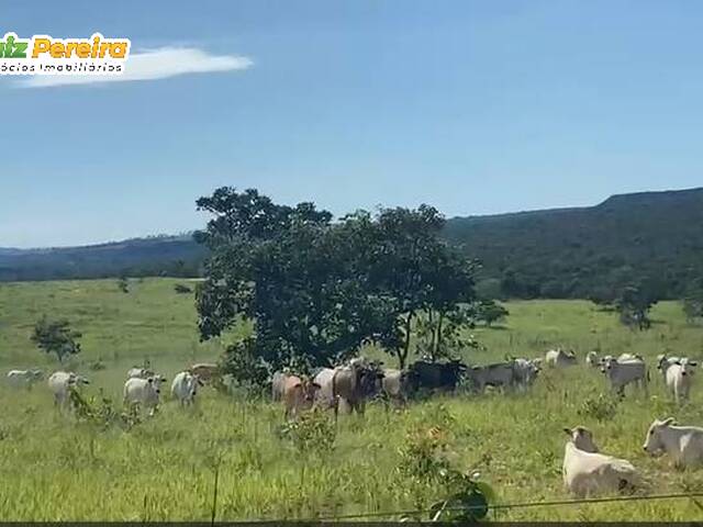 #3336 - Fazenda para Venda em Portel - PA - 2