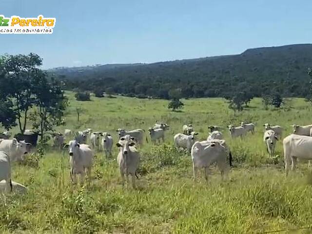 #3336 - Fazenda para Venda em Portel - PA - 1