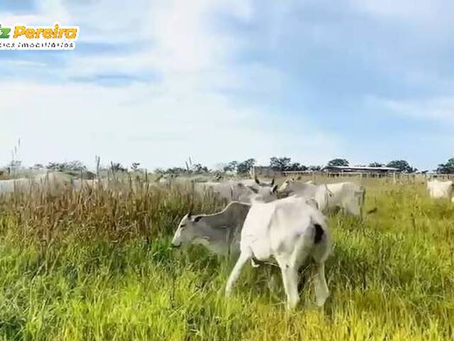 #3336 - Fazenda para Venda em Portel - PA - 3
