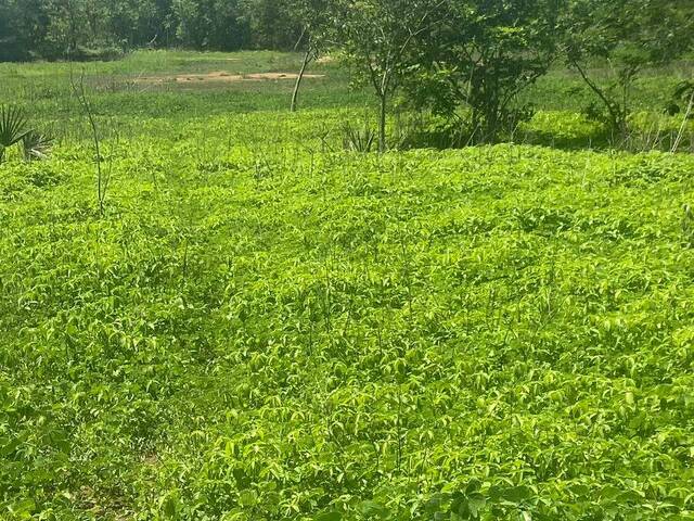 Fazenda para Venda em Timon - 4