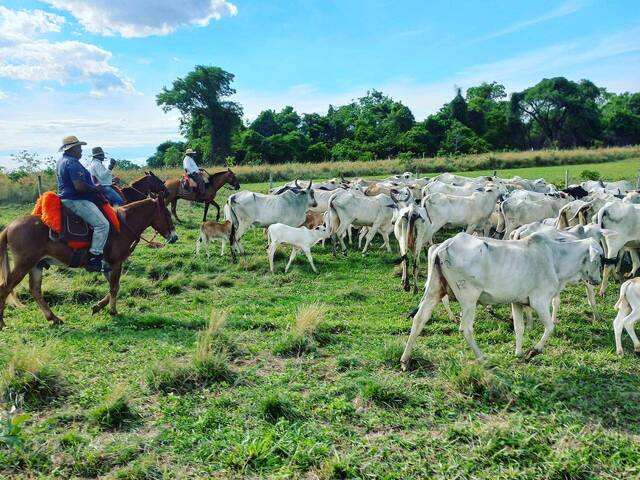 Fazenda para Venda em Camapuã - 2