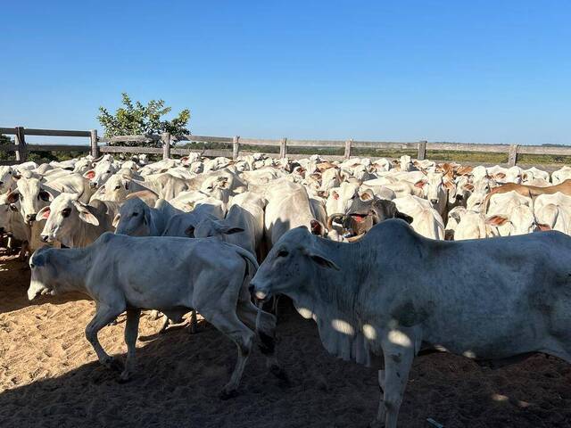 Fazenda para Venda em Camapuã - 3