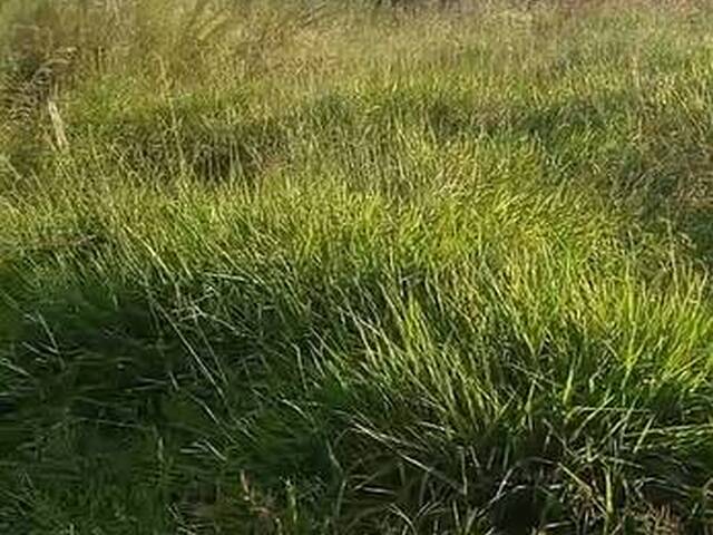 Fazenda para Venda em Carolina - 5