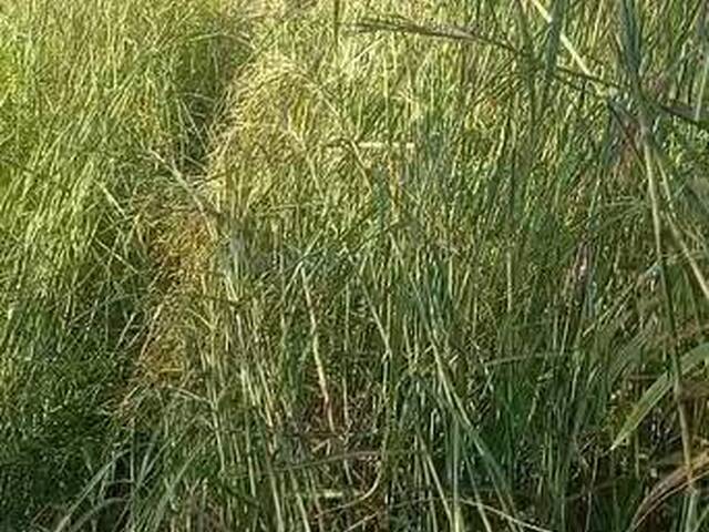 Fazenda para Venda em Carolina - 2