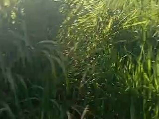 Fazenda para Venda em Carolina - 3