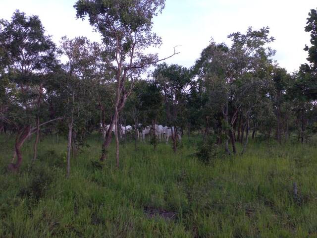 Fazenda para Venda em Natividade - 5