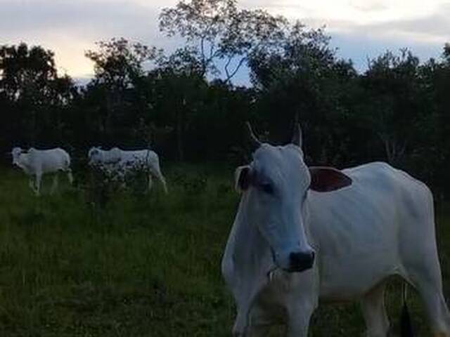 Fazenda para Venda em Natividade - 4