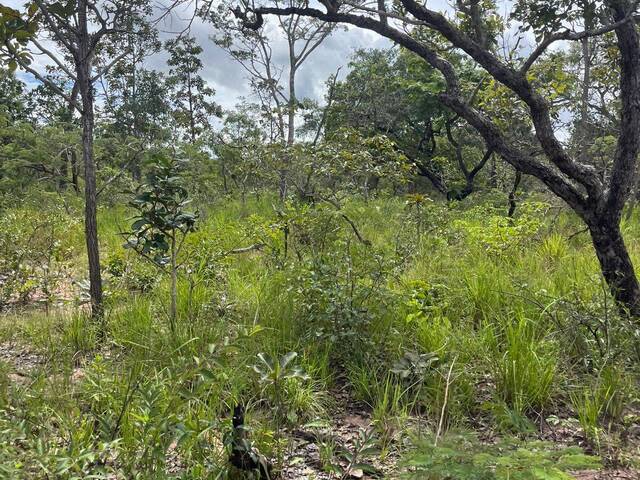 #3342 - Fazenda para Venda em Chapadinha - MA - 1