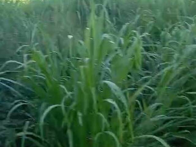 #3352 - Fazenda para Venda em Portel - PA - 2