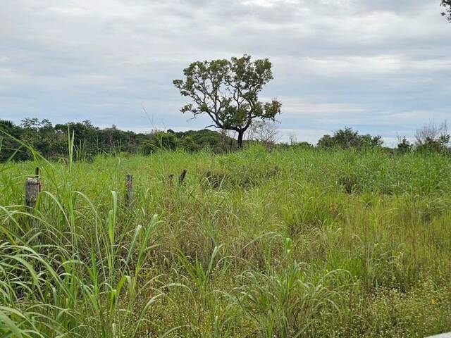 #3353 - Fazenda para Venda em Portel - PA - 1