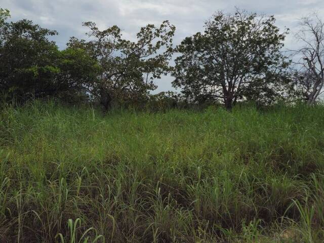 #3353 - Fazenda para Venda em Portel - PA - 3