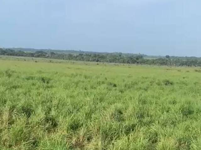 Fazenda para Venda em Altamira - 4
