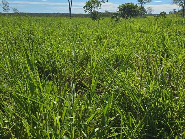 #3359 - Fazenda para Venda em Paranã - TO - 2
