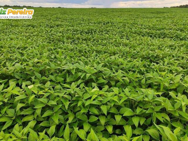 #3361 - Fazenda para Venda em Curralinho - PA - 2