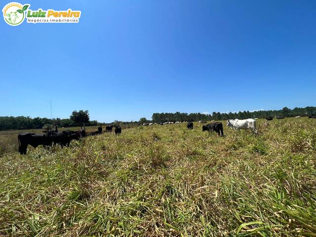Fazenda para Venda em Curralinho - 4