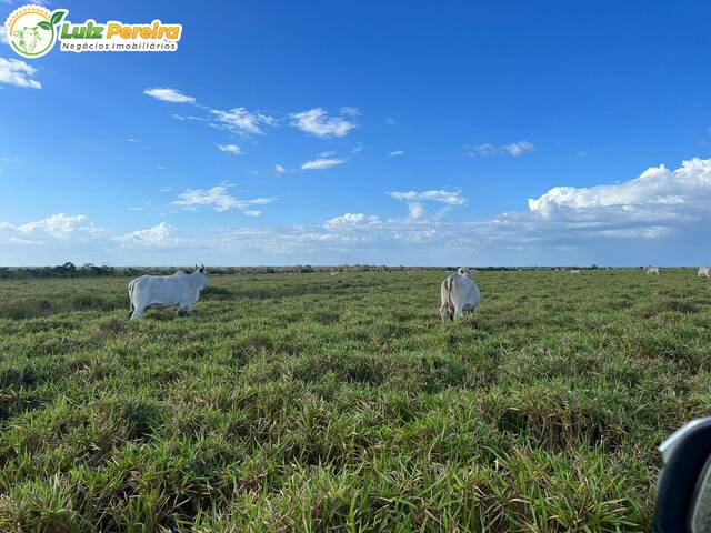 #3361 - Fazenda para Venda em Curralinho - PA - 3