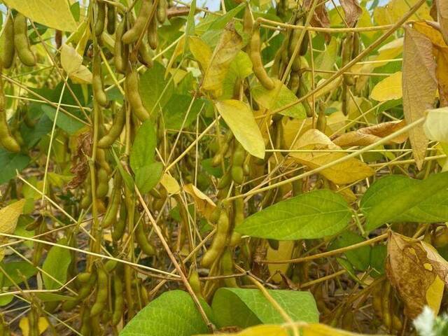 Fazenda para Venda em Curralinho - 5