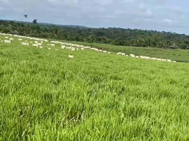 Fazenda para Venda em Chupinguaia - 4