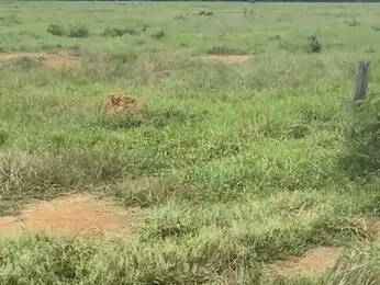 Fazenda para Venda em Ariquemes - 4