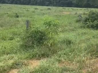 #3376 - Fazenda para Venda em Ariquemes - RO - 3
