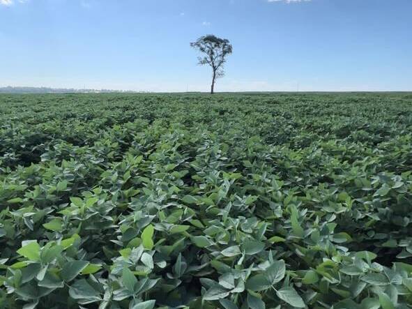 #3379 - Fazenda para Venda em Nioaque - MS - 2
