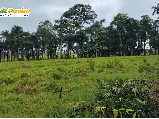 Fazenda para Venda em Rondolândia - 3
