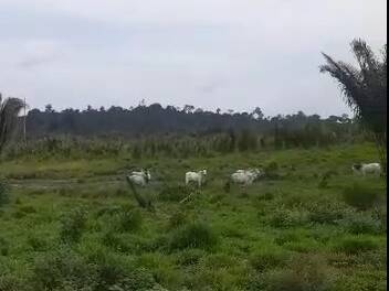 #3384 - Fazenda para Venda em Portel - PA - 2
