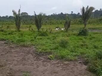 #3384 - Fazenda para Venda em Portel - PA - 3