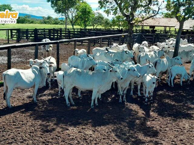 #3388 - Fazenda para Venda em Arraias - TO - 2