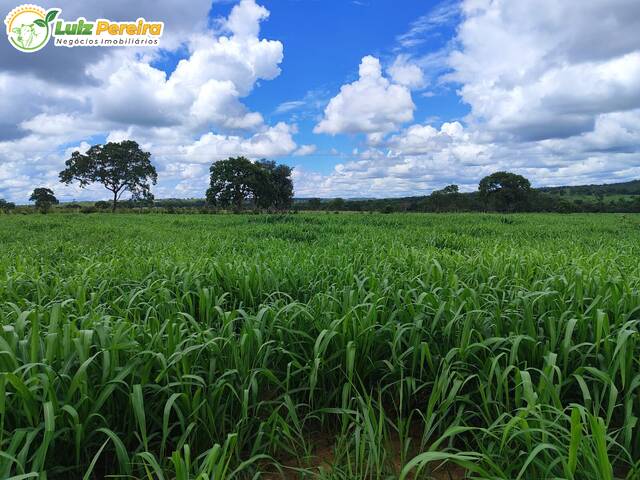 Fazenda para Venda em Dueré - 5
